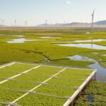 The role of algae in renewable energy production: A Sustainable Future